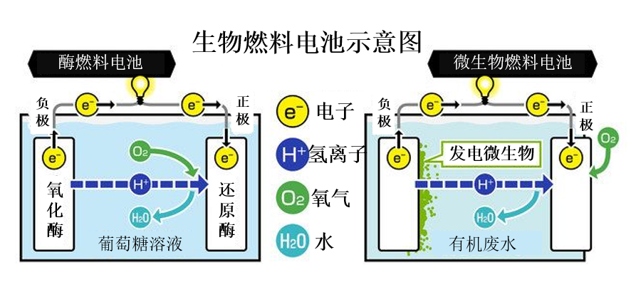 日本金泽大学和金泽工业大学推进生物燃料电池的开发