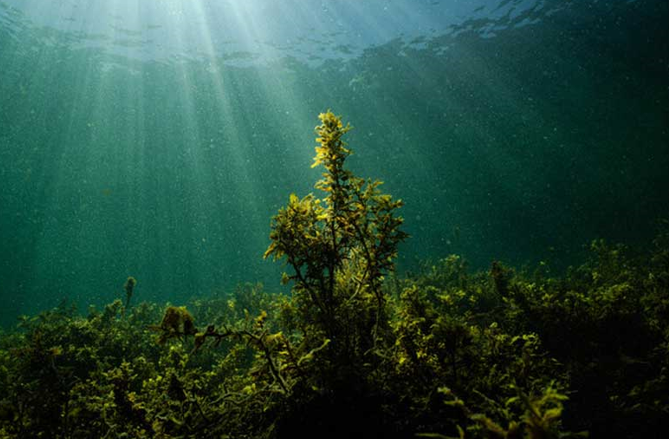 吸收二氧化碳的“海底森林”！“蓝碳”具有的潜力