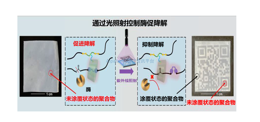 一种可通过光控制“分解”的智能塑料——在分子水平上实现了高耐久性和可生物降解性