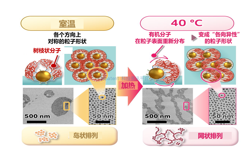 像液体一样的金纳米粒子——表面分子的微小变化极大地影响粒子集合体